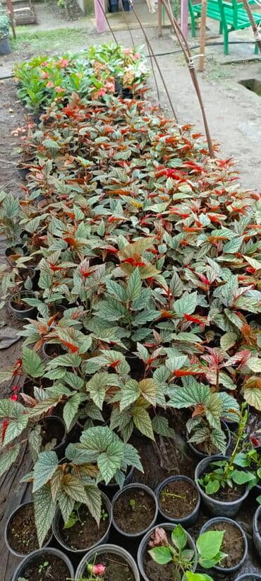 Satışda dekorativ saksı bitkiləri – bağ və interyer üçün. - Euphorbia