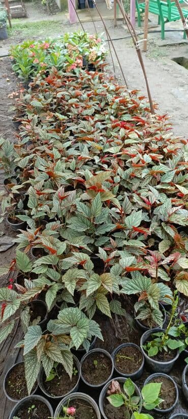 bitki satışı: Satışda dekorativ saksı bitkiləri – bağ və interyer üçün. - Euphorbia — 1