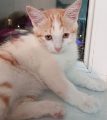 возьму котенка в добрые руки: Şotland, Yaxşı əllərə, Ünvandan götürmə — 4