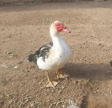 LaL Ördək Satıram