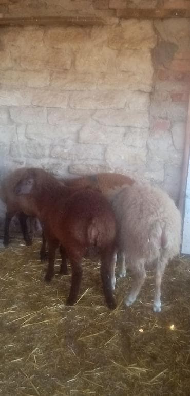 erkey quzu: Salam qurbanlıq kök erkek quzular real alıcılar zeng vursun tek tekde — 2