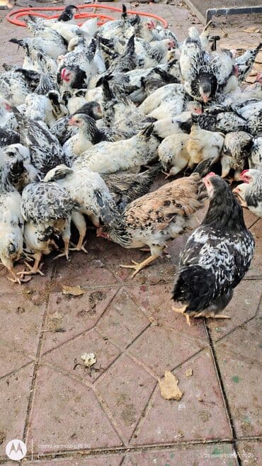 quş qaz: Toyuq cücələri, Damazlıq — 4