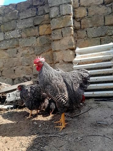 Akvariumlar: Toyuq, Damazlıq — 1