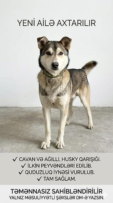 haski itləri: Xaski, 1 il, Erkek, Peyvəndli — 1