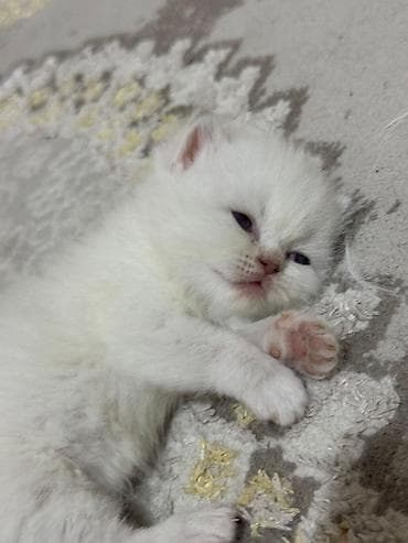 kopek: Yaxşı əllərə — 3