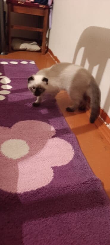 şirin pişiklər: Siam — 3