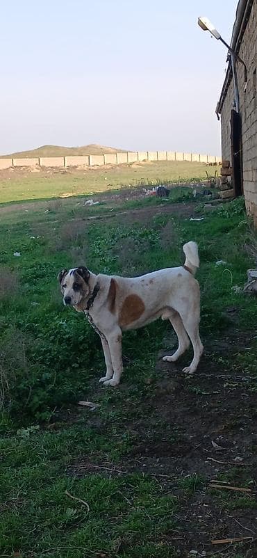 şpits itleri: Qurdbasar, 2 il, Erkek, Peyvəndli, Ödənişli çatdırılma — 2