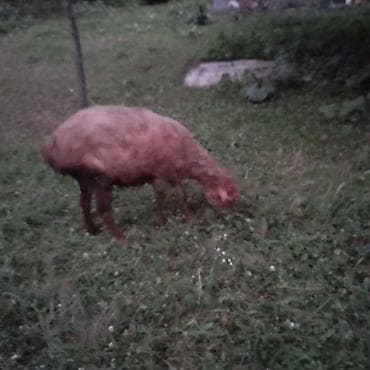 Qoyun – yerli cins - Otlaqda saxlanılan, sağlam görkəmli qoyun - Tək lalafo.az -da Qoyun – yerli cins - Otlaqda saxlanılan, sağlam görkəmli qoyun - Tək