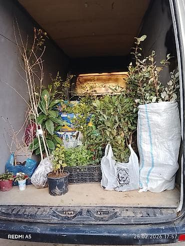 gül və çiçək adları: Bütün Bölgələrə çatdırılma var ətraflı məlumat üçün whatsapp da yaza — 2