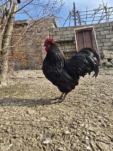 sumatra xoruz: Xoruz, il: 1 — 1