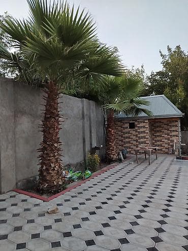 Xurma ağacı – dekorativ landşaft üçün - Növ: Fan palması — 2