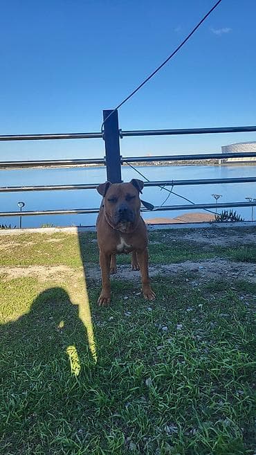 Balıqlar: Erkek — 2