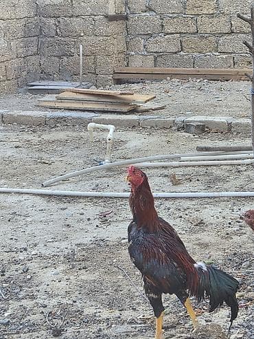 Toyuq, Damazlıq