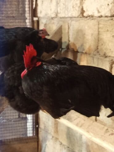 qus bazari bakida: Xoruz, il: <1, Ünvandan götürmə — 2