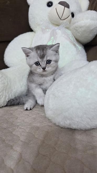 pişik satisi 2020: Britan, Erkək, Yaxşı əllərə — 3