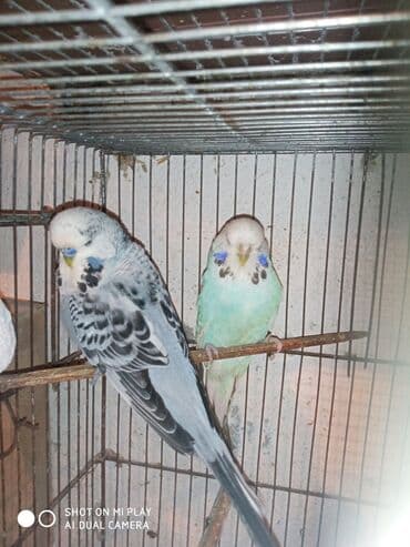 tutu guşu: Çex cütler satılır papuqaylar təmiz qan vıstıvıcnıy vıstıvka sərgi — 10