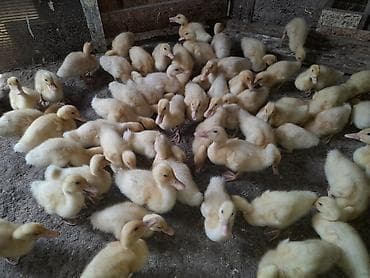 lal ordəy: Satılır: ördək balaları - Cins: Pekin tipli (ağ/yumşaq sarı tük — 2