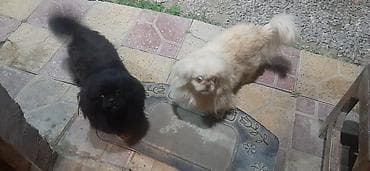 Pekines, 1 ay, Erkek — 6