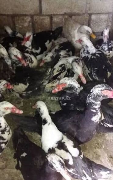 Inəklər, öküzlər: 30 ədəd 2 aylıq Lal ördək balaları. 9 ədəd böyük Lal ördək. 2 ədəd — 6