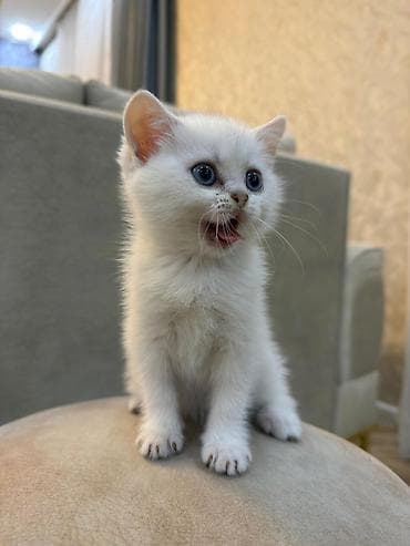 Quşlar: Ağımtüklü, mavi gözlü balaca pişik balası - Rəng: qar kimi ağ tüklər — 4