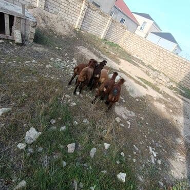 quzu şəkilləri: Salam aleyküm 7 dene emlik quzum cxdı satqa isdiyen buyursun elaqe — 4