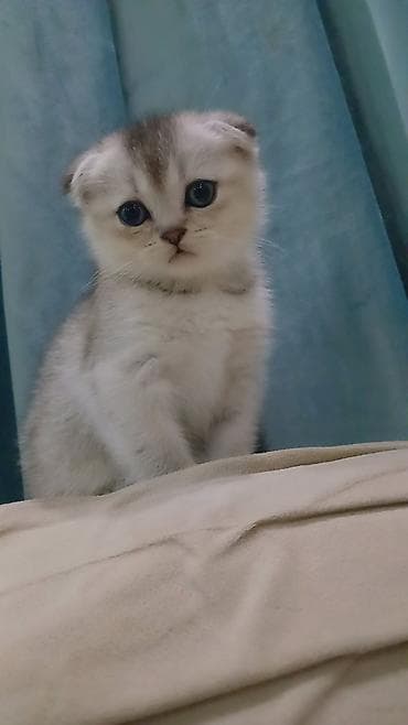 pişiklər: Şotland — 1