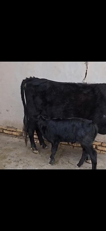 ucuz pisikler: Qara rəngli inək buzovla birlikdə - Ana inək – qara rəng, buynuzlu — 10