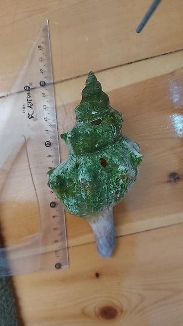 Dəniz ilbizlərinin iri ölçülü qabıqları – dekorasiya və kolleksiya