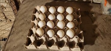 Hinduşka: Dişi, Damazlıq, Ünvandan götürmə — 5