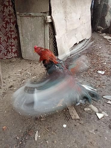 Digər heyvanlar: Döyş vidosu var 2 qələə Təsvir: - Uzunboyun, çevik bədən quruluşlu — 4