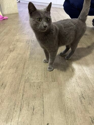 pişim: Britan, Erkək, Yaxşı əllərə — 1