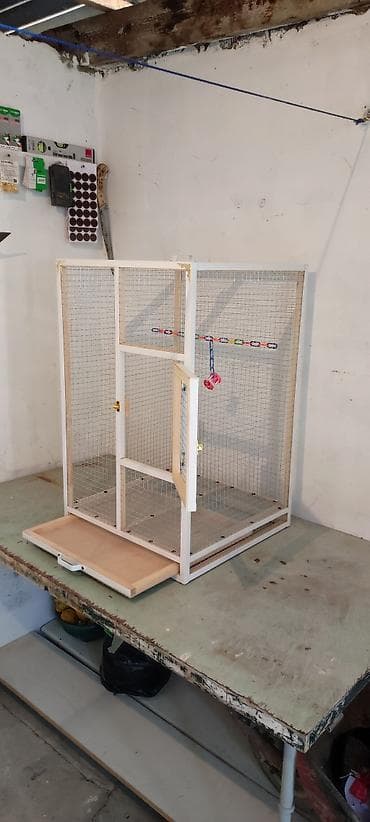 Gəmiricilər: Papuqay,dovşan,hamster,şinşila,bildirçin,cücə,xamyak,pişik,quş,tısbağa — 3