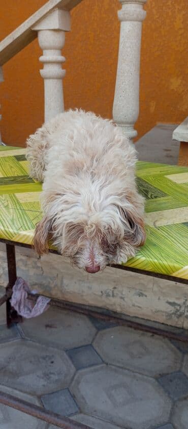 adlar it adlari: Balaca, tüklü ev iti – yüngül krem və bej tonlarında, qıvırcıq uzun — 3