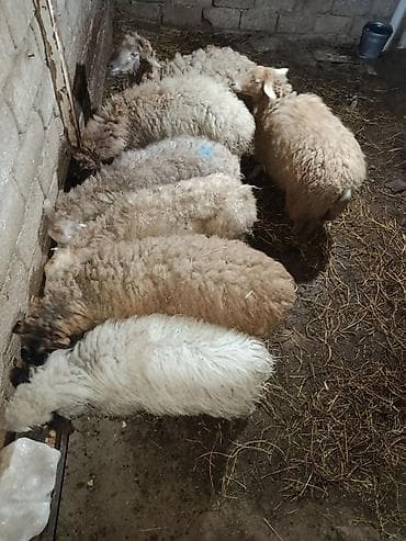 Gəmiricilər: Salam quzular satılır diri çəkinən 8 manatdan — 1