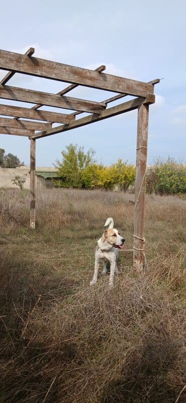 it alanlar: Qurdbasar, 1 il, Dişi, Peyvəndli, Ünvandan götürmə — 3