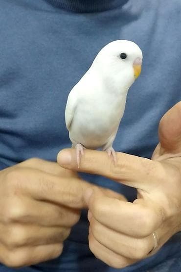 Ağ rəngli dalğıc tutuquşu mehebbet qusu - Rəng: Tam ağ, qara gözlü