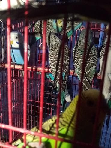 it satiram 50 manat: Valnist 13 manattan hamsin alana endirim 20 ededdi — 3