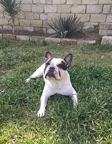 3 il, Erkek, Ünvandan götürmə lalafo.az -da 3 il, Erkek, Ünvandan götürmə