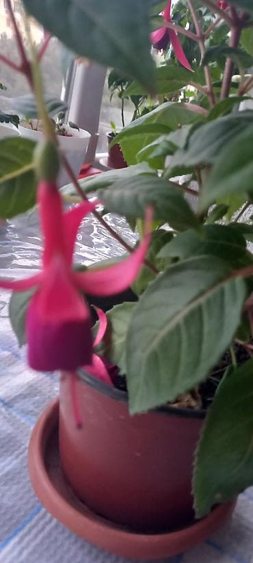 xoruz otu bitkisi: Otaq bitkiləri kolleksiyası - Qırmızı-sümbül yarpaqlı oxalis (Oxalis — 5