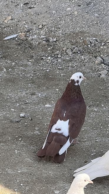 papuqay satisi gence: Növ: Yerli dekorativ/oyun güvercini Təsvir: - Rəng: tünd qəhvəyi — 1