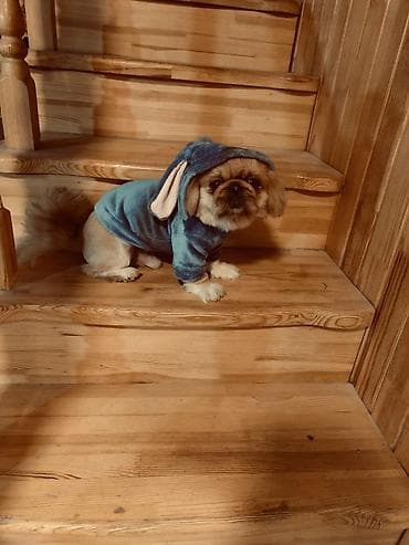 cütleşdirme: Pekines, 2 il, Erkek — 4