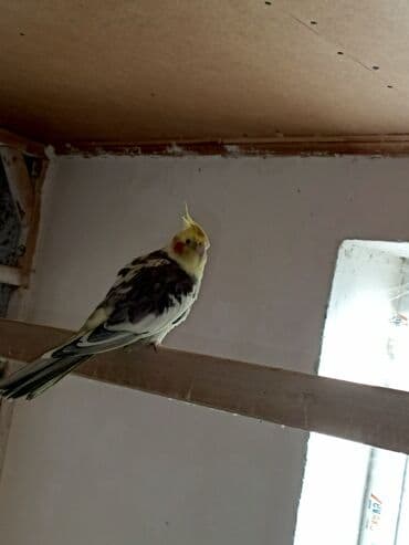 qara canavar sekilleri: Korella hazır cüt yuva qızdırırlar hələ bala verməyiblər. cütü 80m — 3