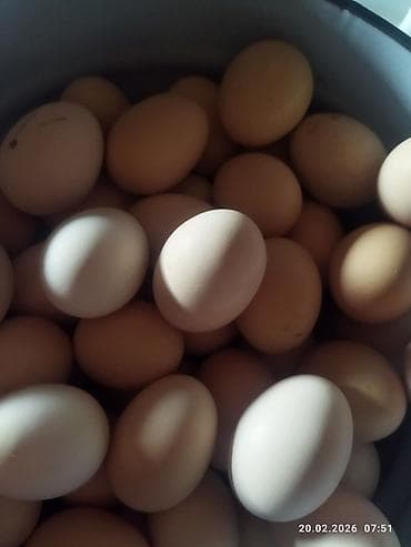Ət məhsulları: Təzə kənd yumurtası var. Öz həyətimiz toyuğunundur. Qiyməti 30 qəpik — 2