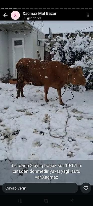 ala inek: Dişi, il: 6, Südlük, Ünvandan götürmə — 3