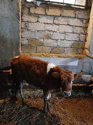 disi dana: Satılır: Erkek Dana real aliciya endirm edecem - Növ: Mal-qara — 4