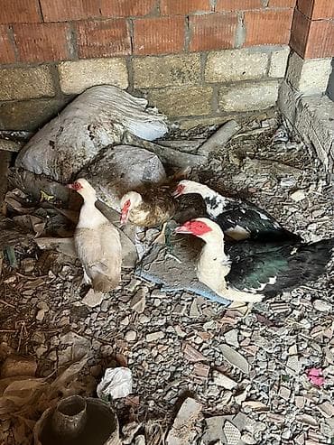 Məhsul: Musk ördəkləri (barbarı/indo duck) Təsvir: - Şəkillərdə 4