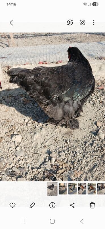 koxin toyuqlari: Toyuq, Brama, Damazlıq, Ödənişli çatdırılma — 6