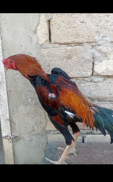 yumurtuyan toyuqlar: Temiz cins shamo xoruzu 6 ayliqdir hec bir defekti yoxdur saglamligna — 2