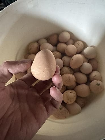 sud ceni: Firəng quşu (Səbzi) yumurtası satılır.Yumurtalar tam mayalı və təzə — 2