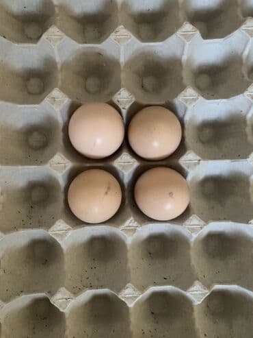 тесто для лепки: Salam aleykum təmiz qan heyratı yumurtası 1 ədədi 3 azn — 1